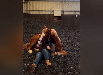 German Riding Pony Mix, Gelding, 1 year, 14,2 hh, Chestnut-Red