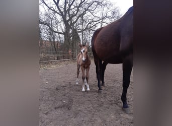 German Riding Pony, Gelding, 1 year, 14.3 hh, Buckskin