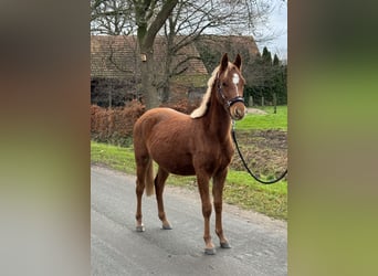 German Riding Pony, Gelding, 1 year, Chestnut-Red