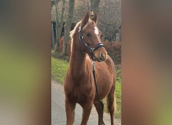 German Riding Pony, Gelding, 1 year, Chestnut-Red