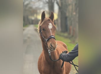 German Riding Pony, Gelding, 1 year, Chestnut-Red