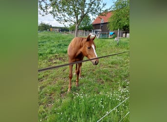 German Riding Pony, Gelding, 1 year, Chestnut-Red