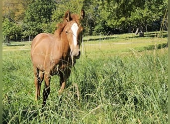 German Riding Pony, Gelding, 1 year, Chestnut-Red