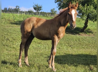 German Riding Pony, Gelding, 1 year, Chestnut-Red