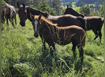 German Riding Pony, Gelding, 1 year, Chestnut-Red