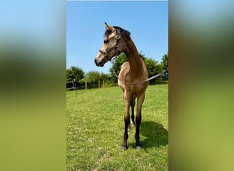 German Riding Pony, Gelding, 1 year, Dun