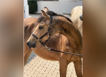 German Riding Pony, Gelding, 1 year, Dun
