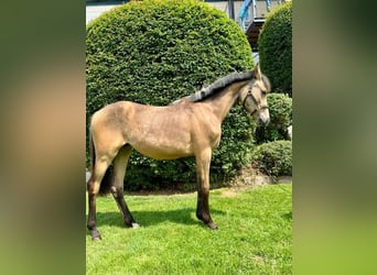 German Riding Pony, Gelding, 1 year, Dun