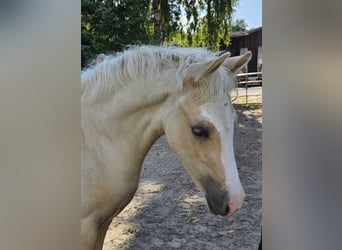 German Riding Pony, Gelding, 1 year, Palomino