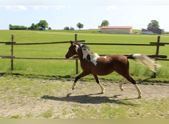 German Riding Pony, Gelding, 1 year, Pinto