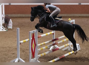 German Riding Pony, Gelding, 20 years, 14.1 hh, Black