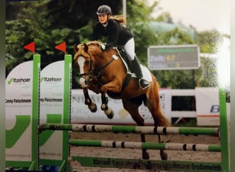German Riding Pony, Gelding, 20 years, 14.1 hh, Chestnut-Red