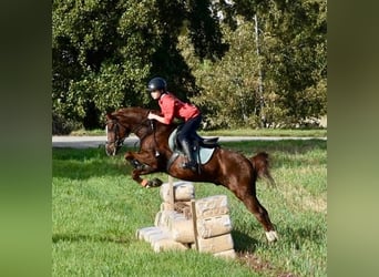 German Riding Pony, Gelding, 21 years, 13.2 hh, Chestnut-Red