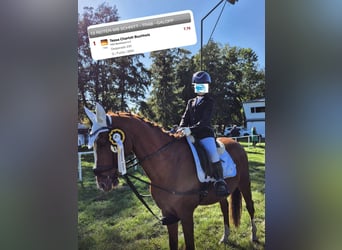 German Riding Pony, Gelding, 21 years, 14.2 hh, Chestnut-Red