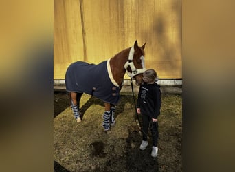 German Riding Pony, Gelding, 21 years, 14.2 hh, Chestnut-Red