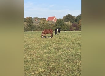 German Riding Pony, Gelding, 21 years, 14.2 hh, Chestnut-Red