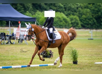 German Riding Pony, Gelding, 21 years, 14.2 hh, Chestnut-Red