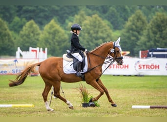 German Riding Pony, Gelding, 21 years, 14.2 hh, Chestnut-Red