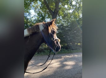 German Riding Pony, Gelding, 22 years, 13.1 hh, Pinto