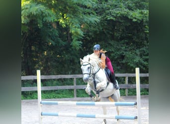 German Riding Pony, Gelding, 22 years, 14.2 hh, Grey-Dapple