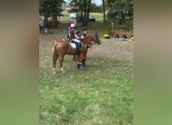 German Riding Pony, Gelding, 26 years, 14.2 hh, Chestnut-Red