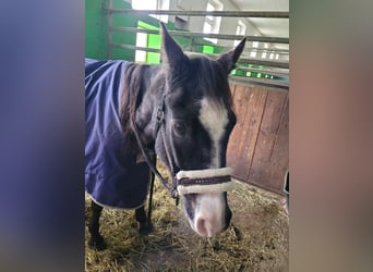 German Riding Pony, Gelding, 28 years, Bay-Dark