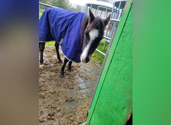 German Riding Pony, Gelding, 28 years, Bay-Dark