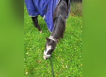 German Riding Pony, Gelding, 28 years, Bay-Dark