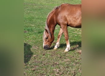 German Riding Pony Mix, Gelding, 2 years, 12.1 hh, Chestnut
