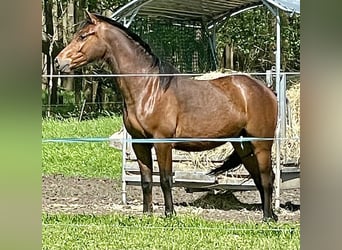 German Riding Pony, Gelding, 2 years, 13.1 hh, Brown