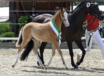 German Riding Pony, Gelding, 2 years, 13.2 hh, Bay