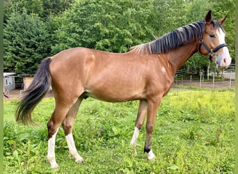 German Riding Pony, Gelding, 2 years, 13.2 hh, Bay