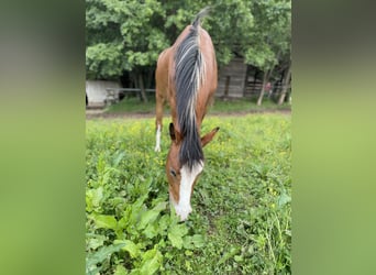 German Riding Pony, Gelding, 2 years, 13.2 hh, Bay