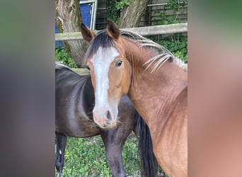 German Riding Pony, Gelding, 2 years, 13.2 hh, Bay