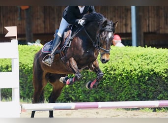 German Riding Pony, Gelding, 2 years, 13.2 hh, Bay