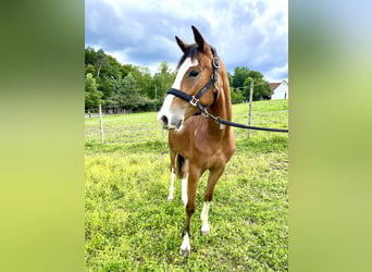 German Riding Pony, Gelding, 2 years, 13.2 hh, Bay