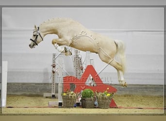 German Riding Pony, Gelding, 2 years, 13.2 hh, Bay