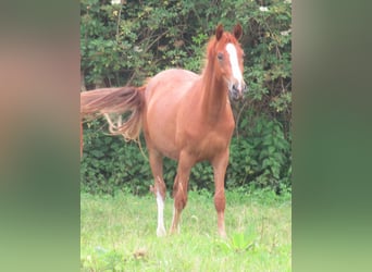 German Riding Pony, Gelding, 2 years, 13.2 hh, Chestnut-Red