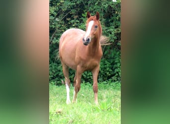 German Riding Pony, Gelding, 2 years, 13.2 hh, Chestnut-Red