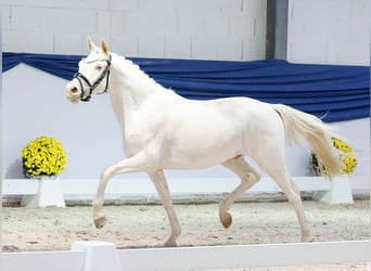 German Riding Pony, Gelding, 2 years, 13,2 hh, Cremello