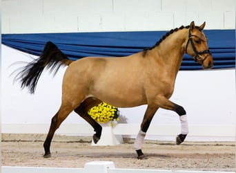 German Riding Pony, Gelding, 2 years, 13,2 hh, Dun