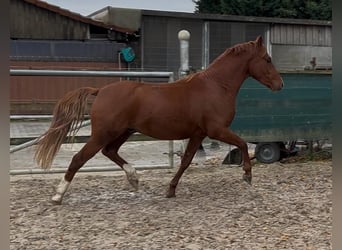 German Riding Pony, Gelding, 2 years, 13,3 hh, Chestnut-Red