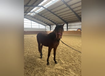 German Riding Pony, Gelding, 2 years, 14.1 hh, Brown