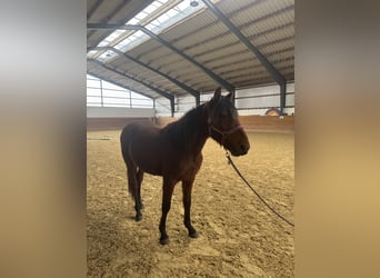 German Riding Pony, Gelding, 2 years, 14.1 hh, Brown