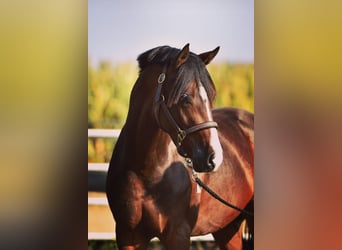 German Riding Pony, Gelding, 2 years, 14,1 hh, Buckskin