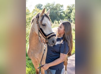 German Riding Pony, Gelding, 2 years, 14.1 hh, Buckskin