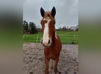 German Riding Pony, Gelding, 2 years, 14.1 hh, Chestnut-Red