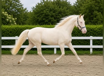 German Riding Pony, Gelding, 2 years, 14.1 hh, Cremello