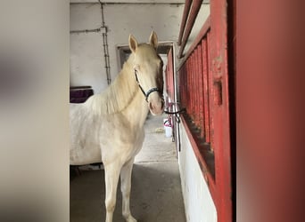 German Riding Pony, Gelding, 2 years, 14.1 hh, Cremello