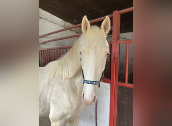German Riding Pony, Gelding, 2 years, 14.1 hh, Cremello